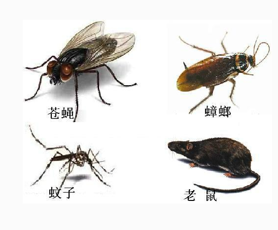 重慶殺蟲